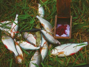 Время для ловли рыбы осенью или особенности ловли рыбы в осенний период