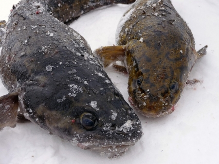 Рыбалка на налима зимой