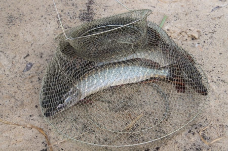 Белгородские рыболовы посоревновались в ловле щуки и окуня