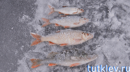 Отчет о первой зимней рыбалке в Новом 2014 году.