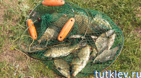 Отчет о платной рыбалке в Прилепах