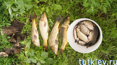 Отчет о рыбалке 21 июля 2013 на Владимировском пруду