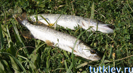 Отчет о рыбалке в Запольном 6 июля 2013