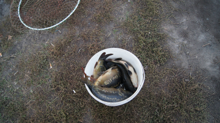 Два дня в Прилепах, отчет о рыбалке 20-21 сентября 2014 года