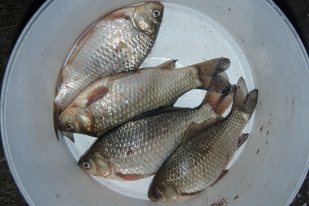 Закрытие летнего сезона рыбалки на белую рыбу