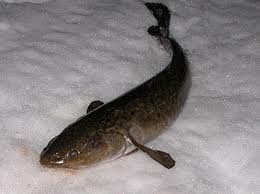 Зимняя рыбалка: ловим налима донными удочками.