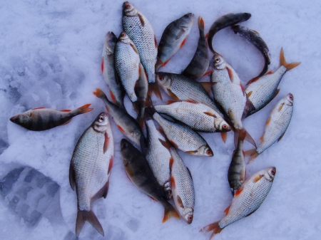 Зимняя рыбалка в последний праздничный выходной.