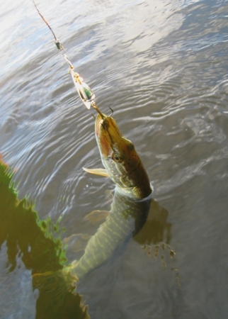 Зимняя рыбалка по открытой воде