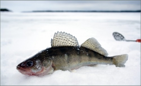 Зимняя рыбалка — перволёдье.