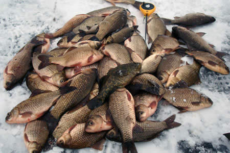 Зимняя рыбалка — перволёдье.