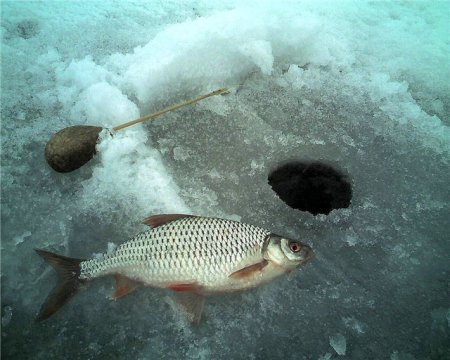 Зимняя ловля плотвы и подлещика на озерах