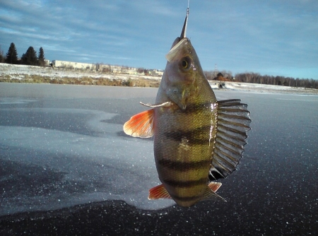 Зимняя рыбалка по первому льду.