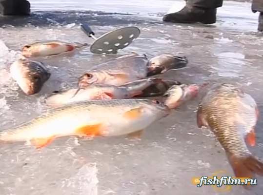 Зимняя рыбалка на Истринском и Горьковском водохранилищах