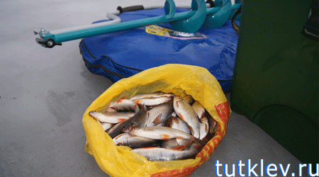 Отчет о рыбалке 11 января на Старооскольском водохранилище.