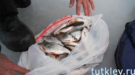 Отчет о рыбалке 11 января на Старооскольском водохранилище.