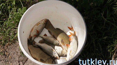 Отчет о рыбалке 18 мая 2013 на платном водоеме в Успенке