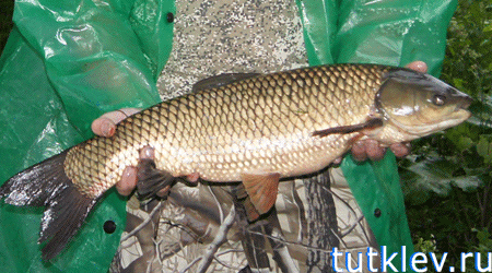 Отчет о рыбалке 2 июня 2013 на платном водоеме в Успенке