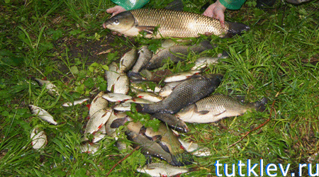 Отчет о рыбалке 2 июня 2013 на платном водоеме в Успенке