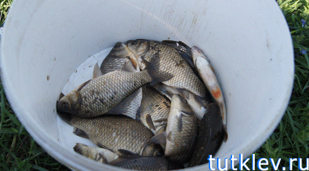 Отчет о рыбалке на платном водоеме Прилепы 12 мая 2013