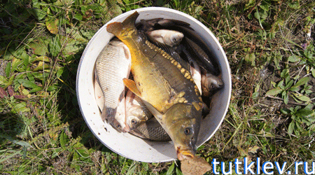 Отчет о рыбалке на Владимировском пруду 28 июля 2013