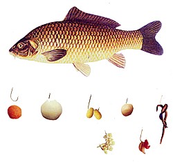 Какую приманку использовать летом, для ловли белой рыбы.