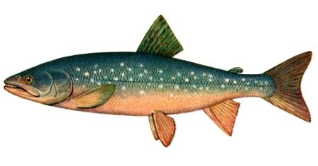 Палья – северная рыба.