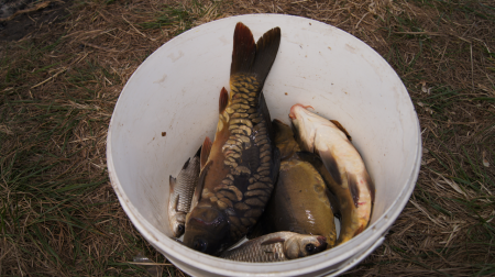 Два дня в Прилепах, отчет о рыбалке 20-21 сентября 2014г.