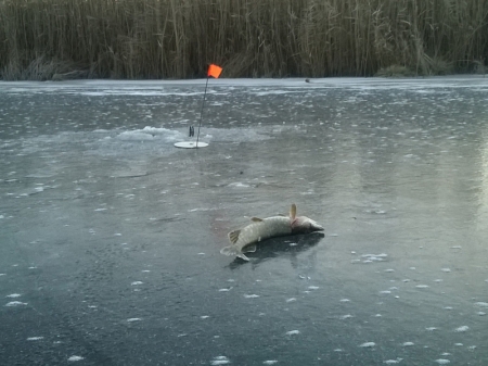 Владимировка встретила нас хрустом льда у берега.