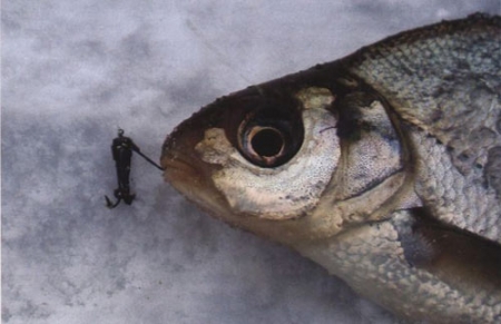 Зимняя ловля подлещика на озерах