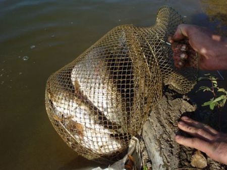 Как сохранить улов в жару: Способы сохранить рыбу свежей.